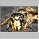Dolichovespula sylvestris - Waldwespe w01d.jpg